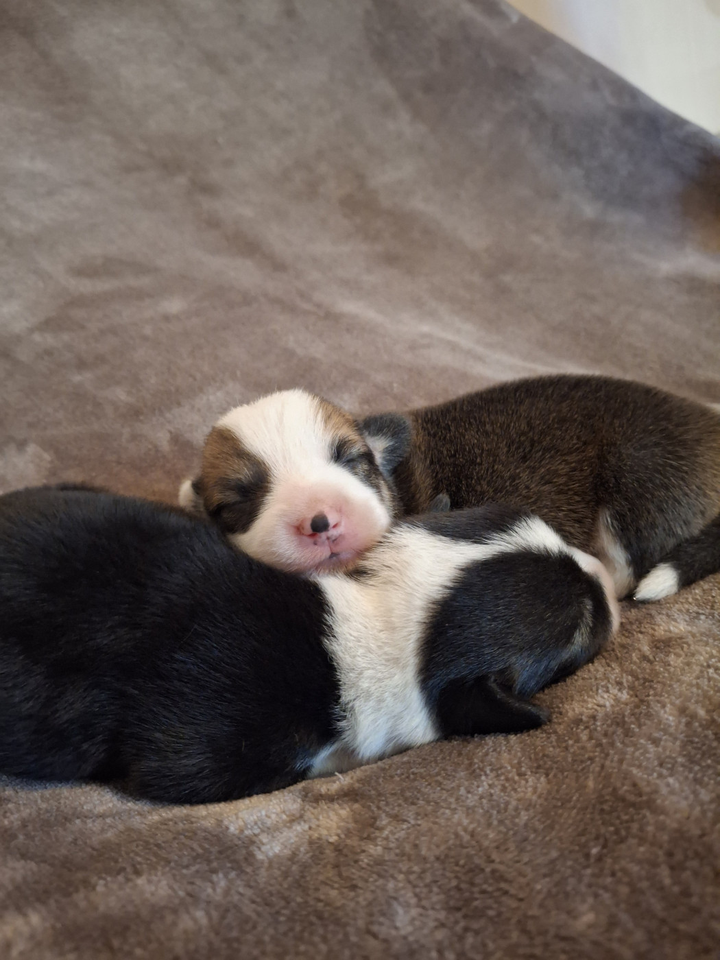 Chiot Welsh Corgi Pembroke Like An Evidence