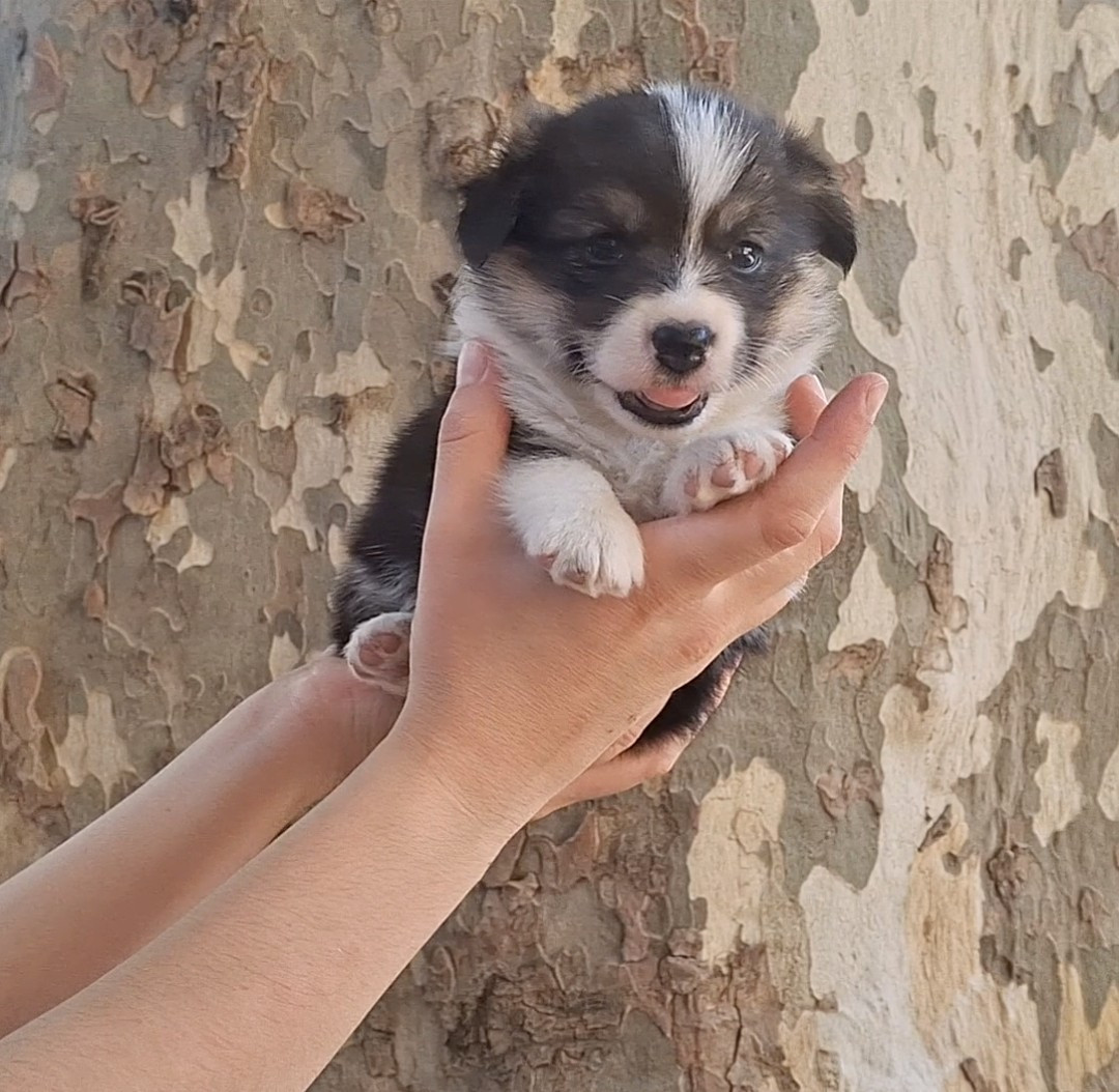 Like An Evidence - Chiots disponibles - Welsh Corgi Pembroke