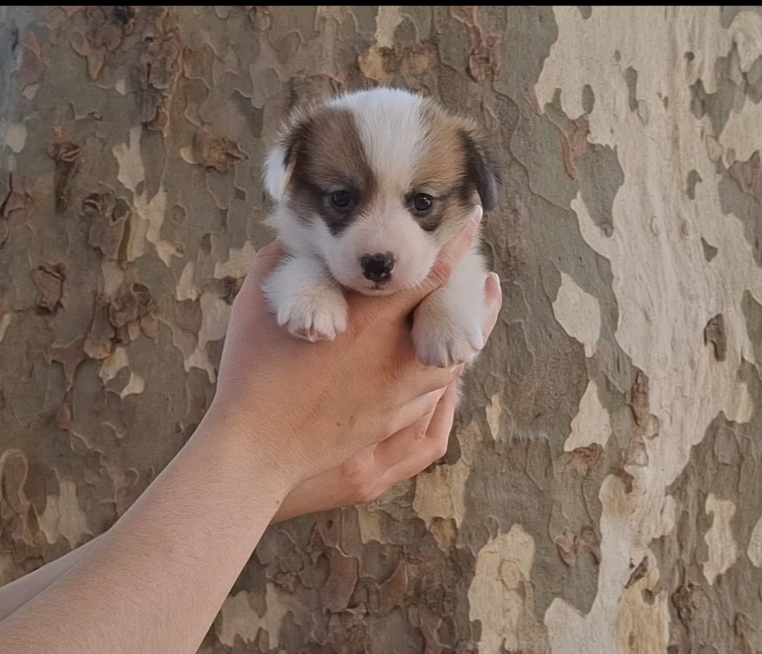 Like An Evidence - Chiots disponibles - Welsh Corgi Pembroke